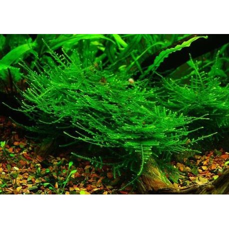 Taiwan moss