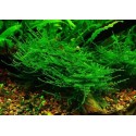 Taiwan moss