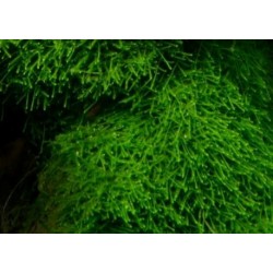 Java moss 2