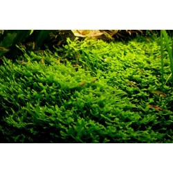 Pelia moss - Monosolenium tenerum 2