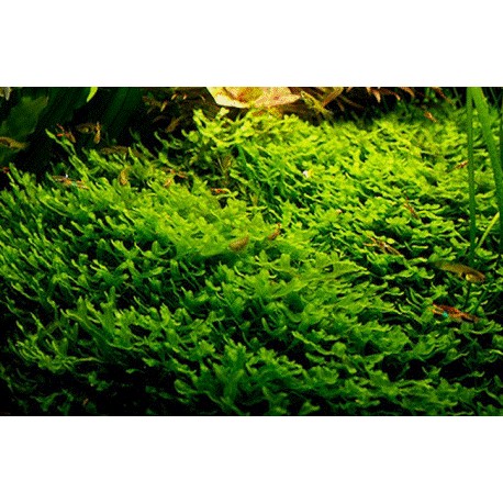Pelia moss - monoselenium tennerum