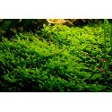 Pelia moss - monoselenium tennerum
