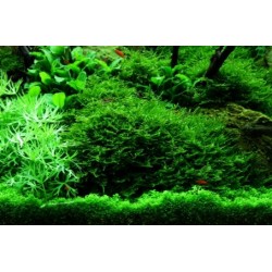 Vesicularia dubyana 2