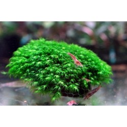 Phoenix moss 2