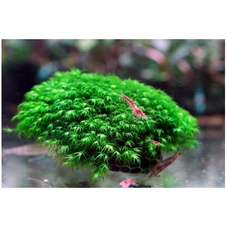 Phoenix moss