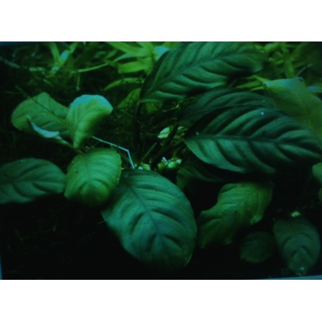 Anubias barteri Coffeefolia (foto: Karel Rataj st., r.1980)