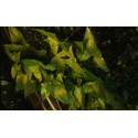 Anubias gracilis  (foto: Karel Rataj st., r.1980)