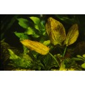 Echinodorus Krapčatnyj  (foto: Karel Rataj st., r.1980) 
