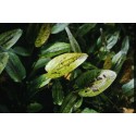 Echinodorus Krapčatnyj  (foto: Karel Rataj st., r.1980) 