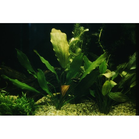 Echinodorus Rose  (foto: Karel Rataj st., r.1980) 