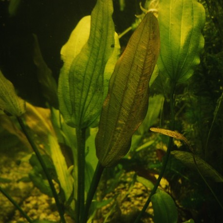Echinodorus Rose  (foto: Karel Rataj st., r.1980) 