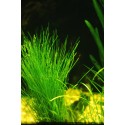Eleocharis acicularis  (foto: Karel Rataj st., r.1980) 