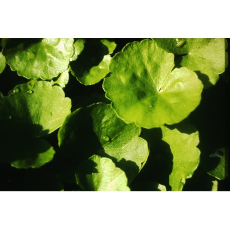 Hydrocotyle leucocephala  (foto: Karel Rataj st., r.1980) 