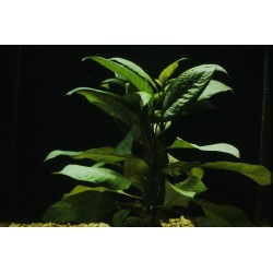 Hygrophila corymbosa 2