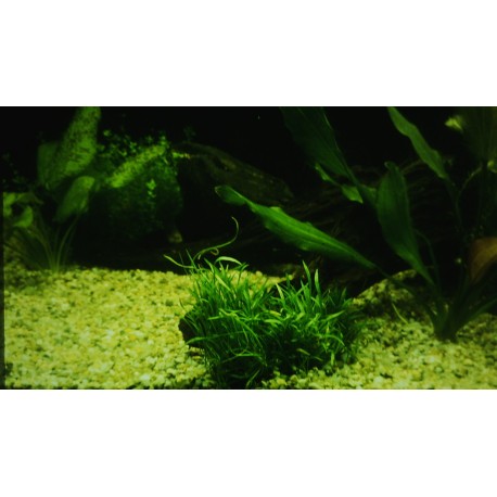 Lilaeopsis novae zelandiae  (foto: Karel Rataj st., r.1980) 