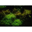Micranthemum umbrosum  (foto: Karel Rataj st., r.1980) 