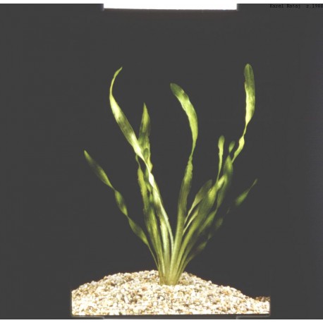 Vallisneria Torta  (foto: Karel Rataj st., r.1980) 