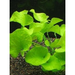 Nymphoides sp. 'Taiwan' 2