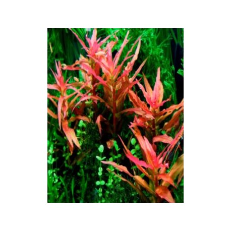 Ammania gracilis