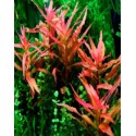 Ammania gracilis