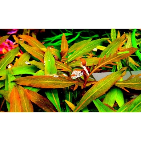 Staurogyne sp.'BIHAR'