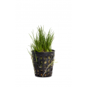 Eleocharis parvula
