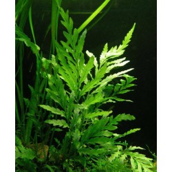 Bolbitis heudelotii 2