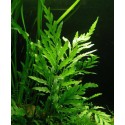 Bolbitis heudelotii
