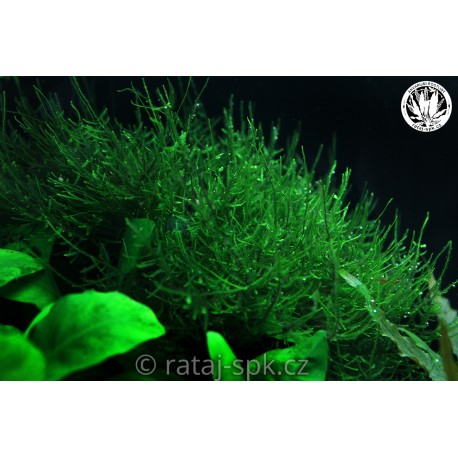 Java moss