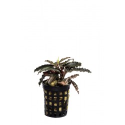 Bucephalandra Godzilla 2
