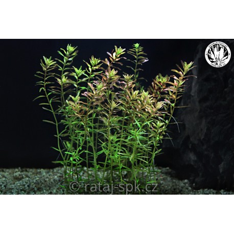 Rotala rotundifolia
