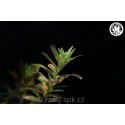Rotala rotundifolia