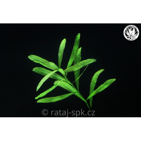 Hygrophila polysperma