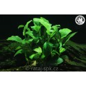 Anubias barteri nana