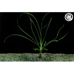 Crinum calamistratum 2