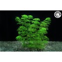 Limnophila sessiliflora