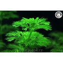 Limnophila sessiliflora