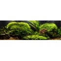 Riccia fluitans
