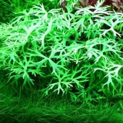 Ranunculus inundatus 2