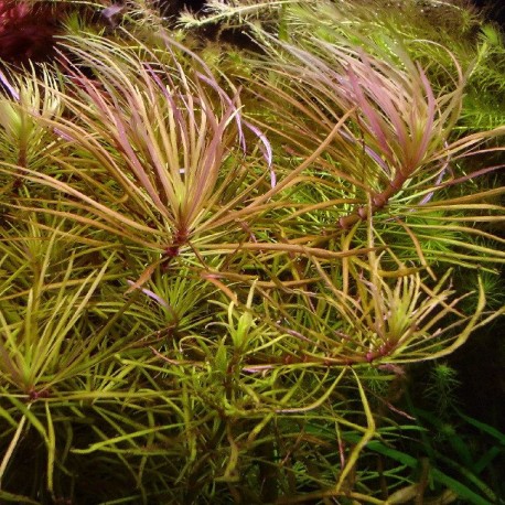 Pogostemon (eustralis) stellatus