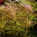 Pogostemon (eustralis) stellatus