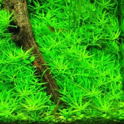 Limnophila sp. Mini Vietnam 2