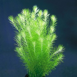 Mayaca fluviatilis 2