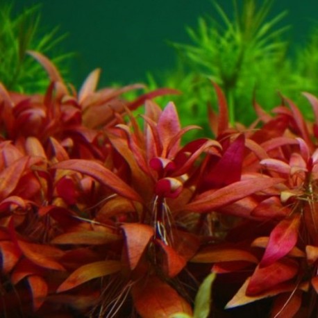 Alternanthera reineckii 'Mini'