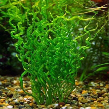 Echinodorus vesuvius