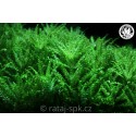 Pogostemon helferi