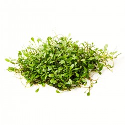 Glossostigma elatinoides - kobereček