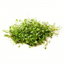 Glossostigma elatinoides - kobereček