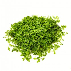 Micranthemum Monte Carlo - kobereček