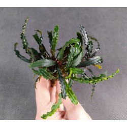 Bucephalandra Velvet 2